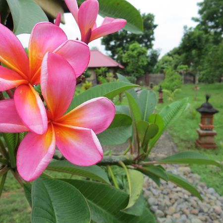 Готель Tegal Sari, Pemuteran- North Bali Екстер'єр фото