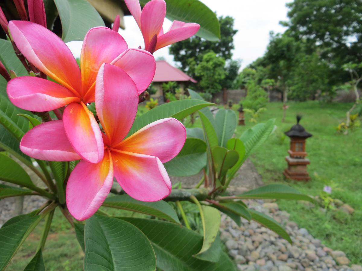 Готель Tegal Sari, Pemuteran- North Bali Екстер'єр фото